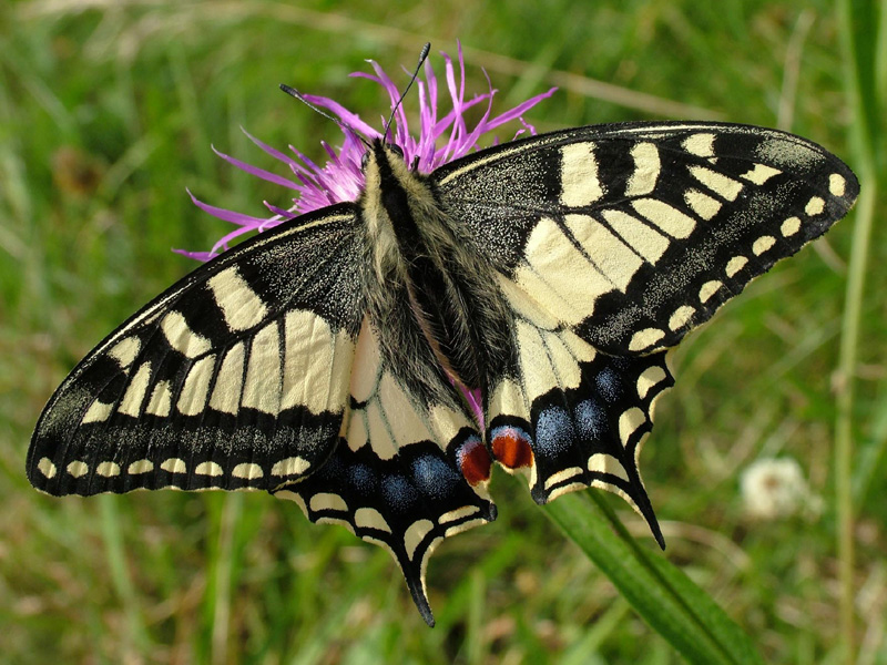 Schmetterling Schwalbenschwanz auf Blume